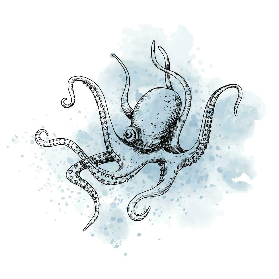 Drawing of sea Octopus with watercolor blue spot. Graphic illustration of ocean fish painted by black inks on isolated background. Sketch of marine underwater animal for icon or logo in outline style. vector