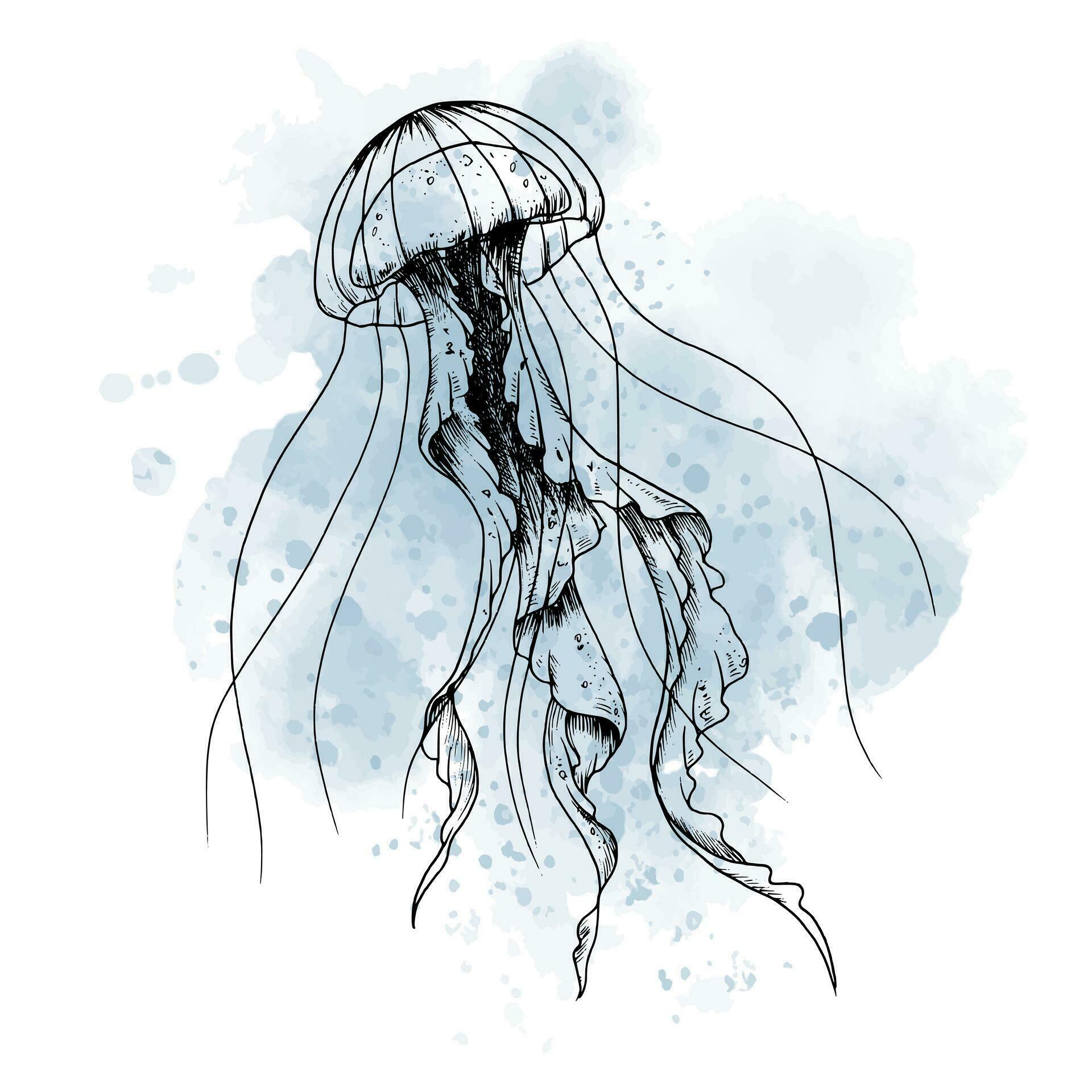 Drawing of Jellyfish with watercolor blue spot. graphic illustration of