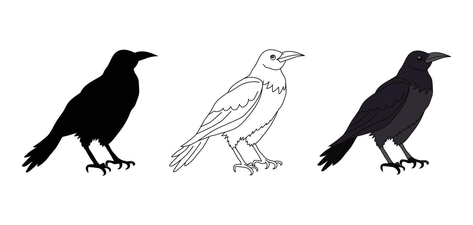 Black crow or raven. Contour, silhouette, crow in color. Vector isolated on white. Wild bird. A pet. Cartoon style. Badge, icon, emblem, textile, print, pet shop, animal shelter, zoo, coloring book