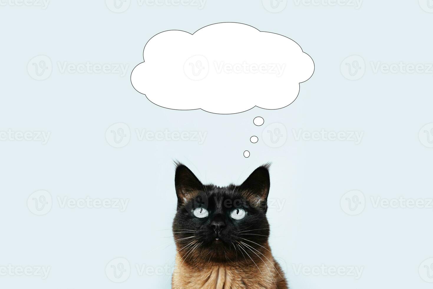 cat thinking or dreaming of something in thought bubble with copy space photo
