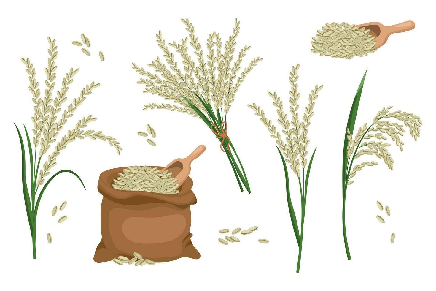 A set of grains and spikelets of rice. Rice plant, rice grains in a bag, rice bouquet. Agriculture background, design elements, vector