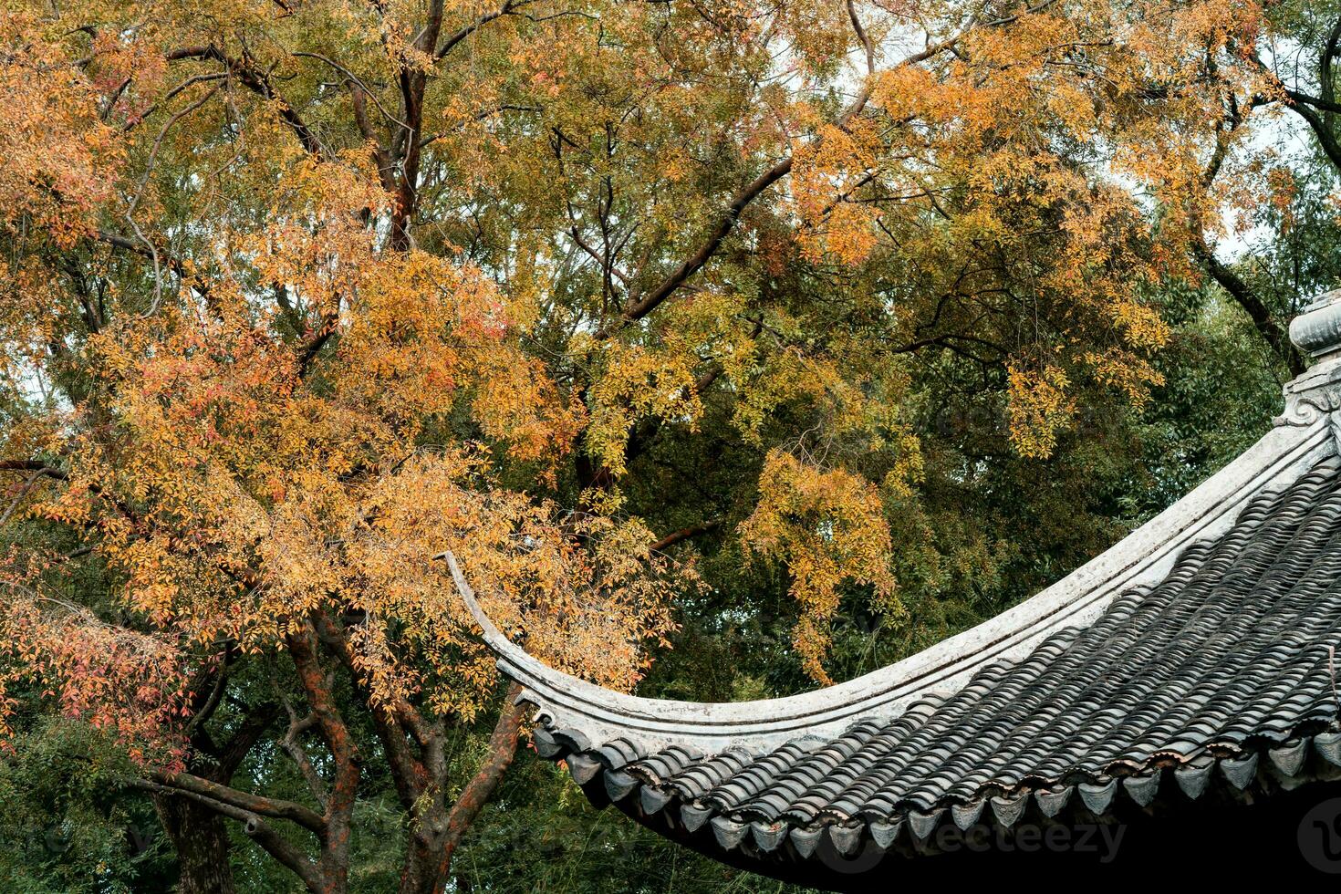 el otoño en el parque de Suzhou jardín en China foto