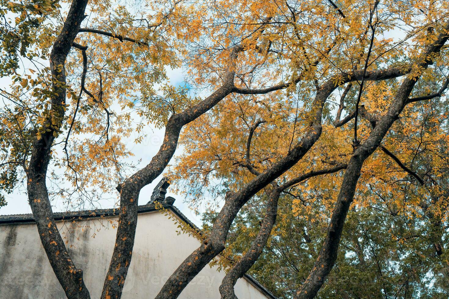 el otoño en el parque de Suzhou jardín en China foto