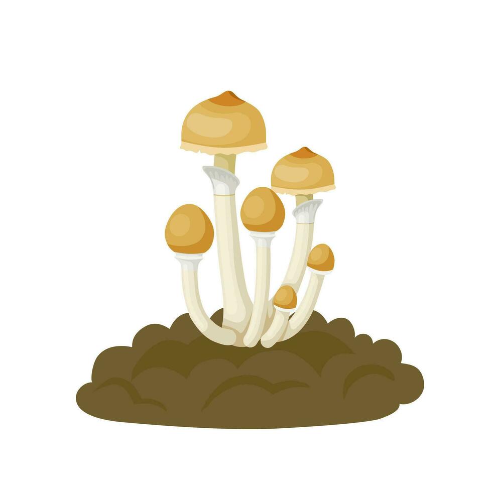 vector ilustración, psilocybe cubensis, conocido como magia champiñón, cuales crece en vaca estiércol, aislado en blanco antecedentes.