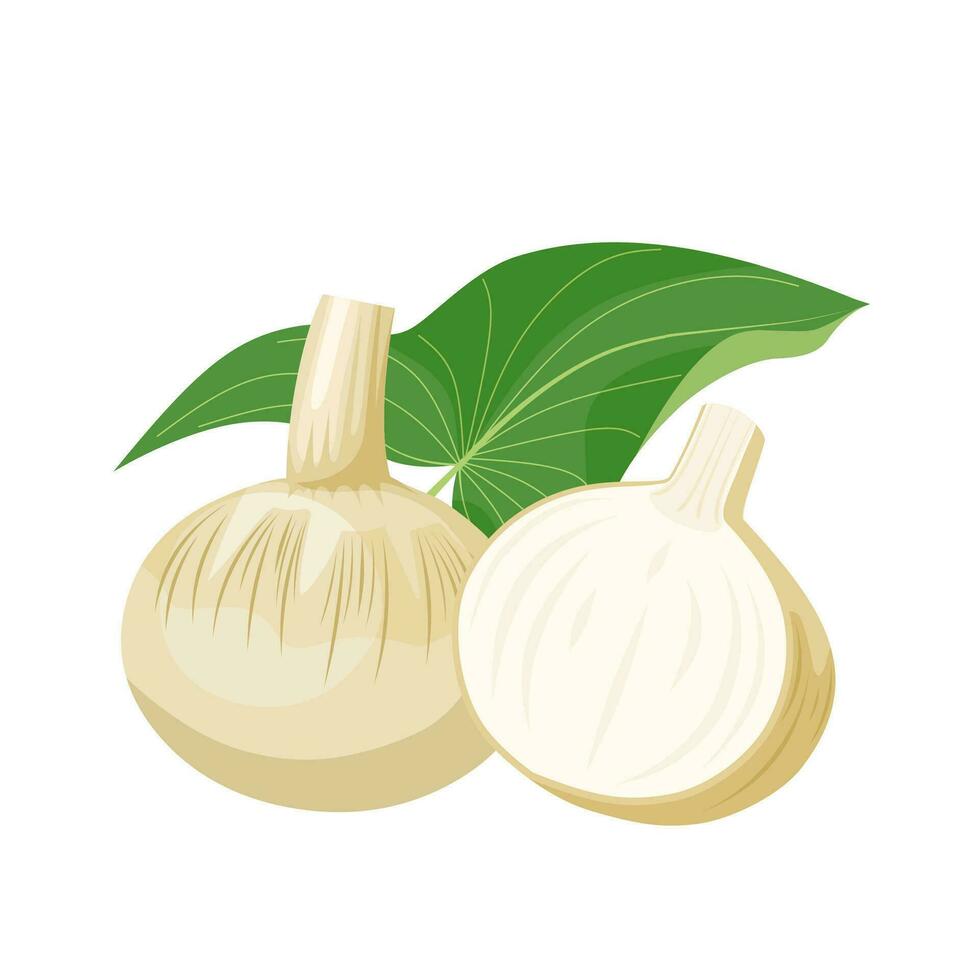 vector ilustración, puntas de flecha o sagittaria latifolia, conocido como de hoja ancha punta de flecha, Pato papa, indio papa, katniss, o wapato, aislado en blanco antecedentes.