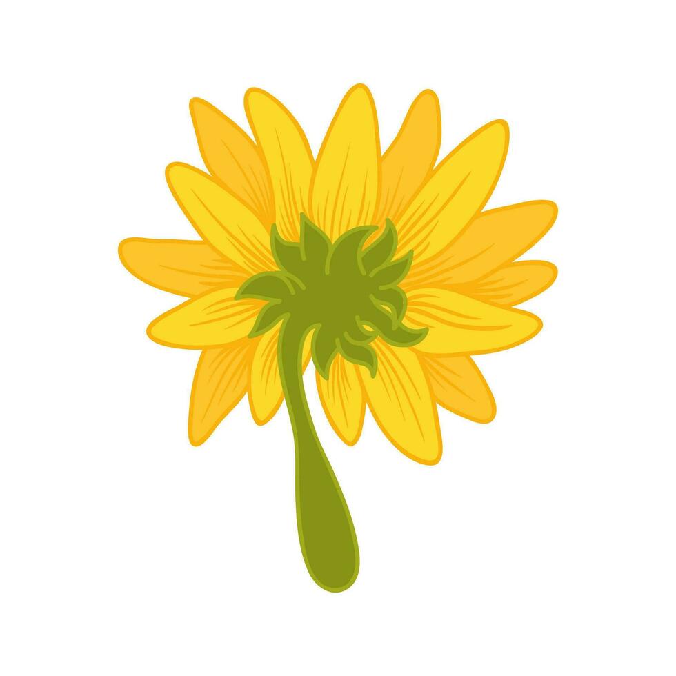 girasol dibujos animados ilustración aislado en blanco vector