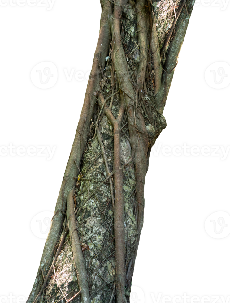 Tree trunk with messy root on isolated png