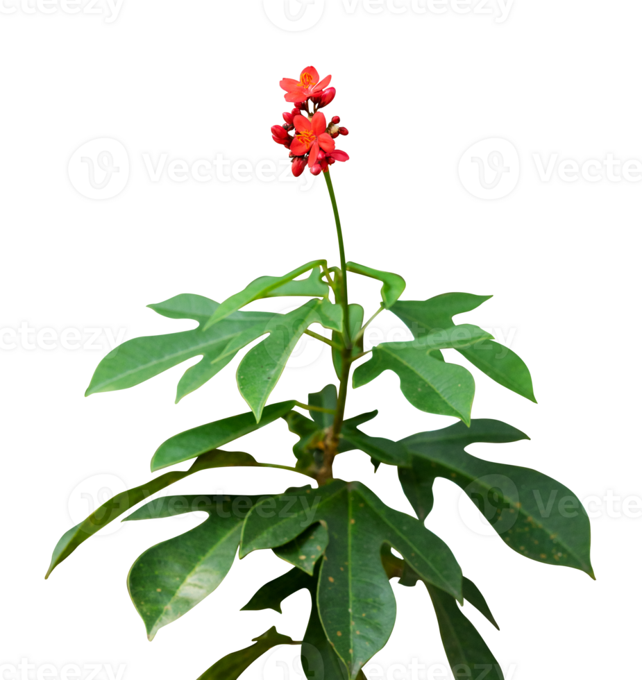 Exotic green plant with red flower isolated png