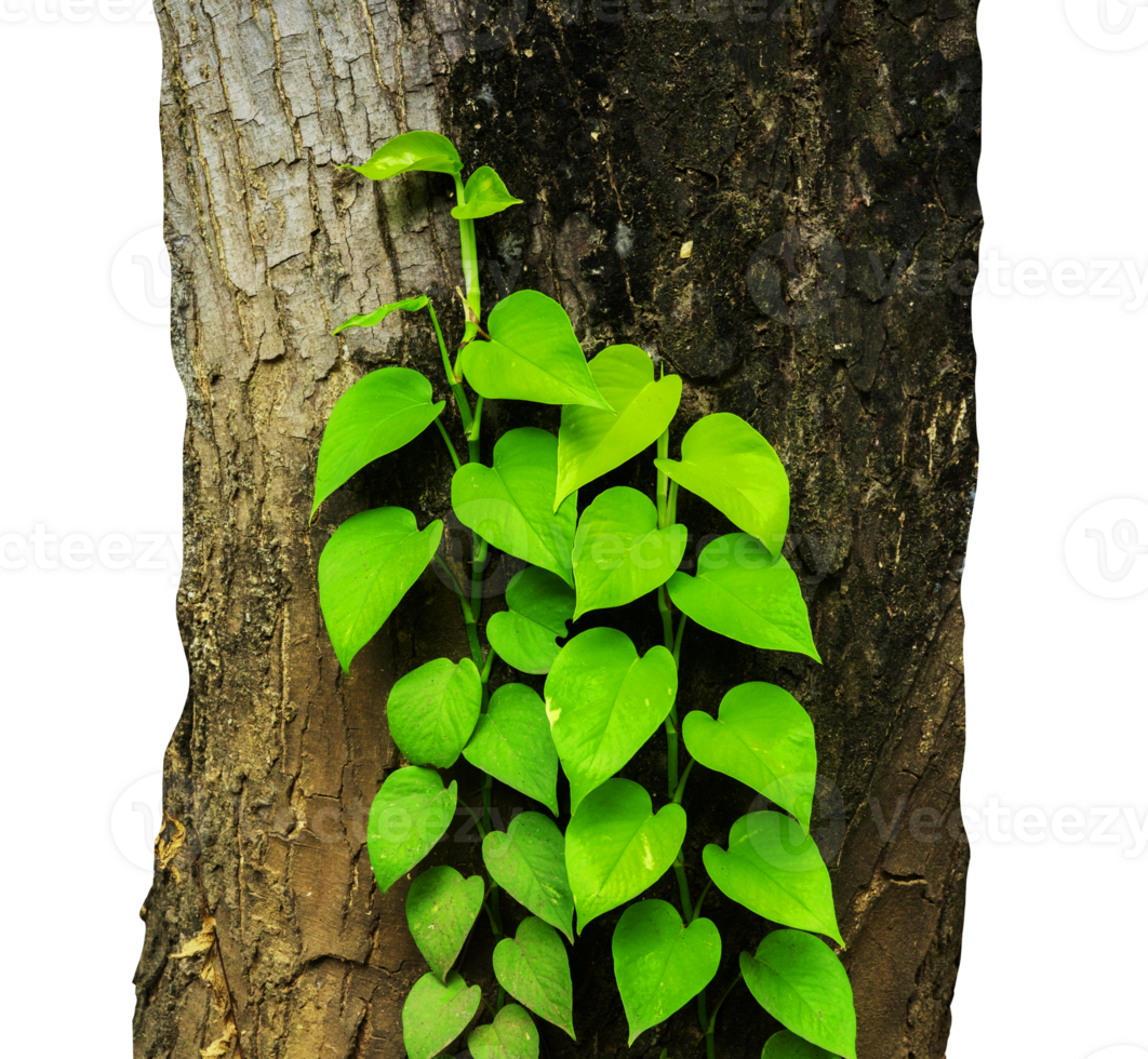 árbol maletero con vides planta enredadera aislado png