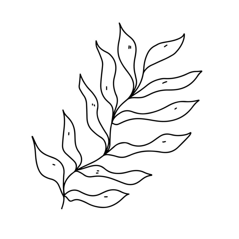 Seaweed. Ocean plant. Hand drawn doodle style. Vector illustration isolated on white. Coloring page.