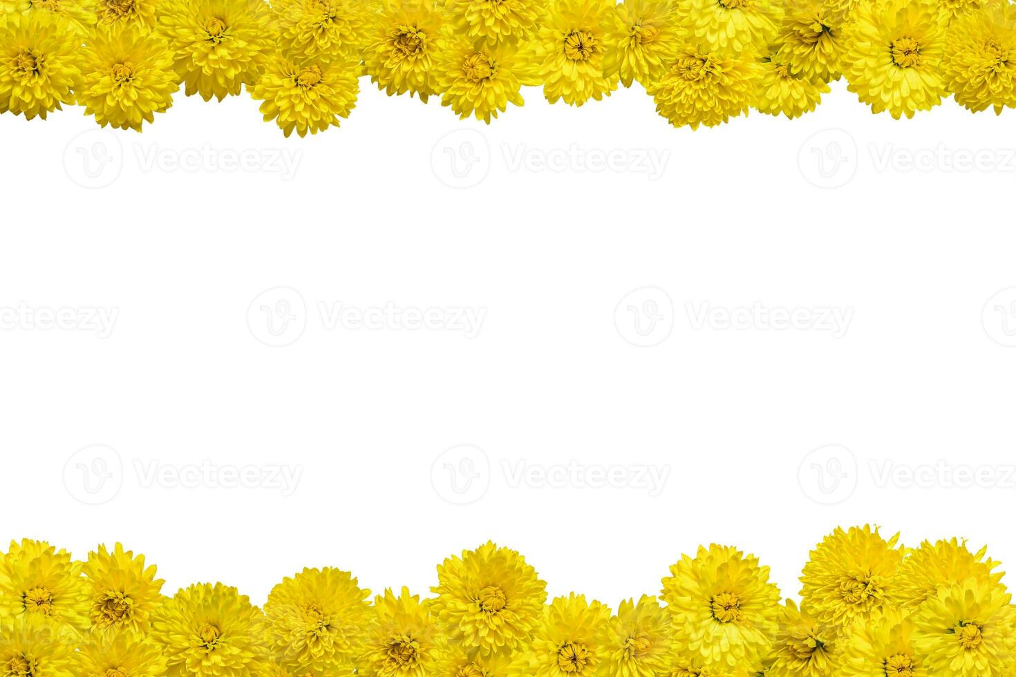 Border made of yellow chrysanthemum flowers on a white background photo