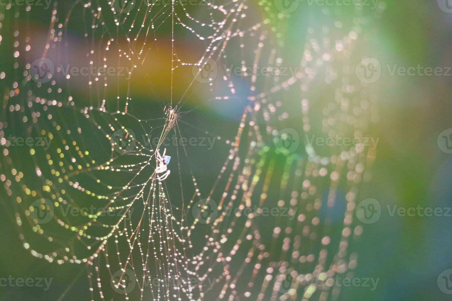 Blurred cobweb dew drop and rain on web and colorful garden photo