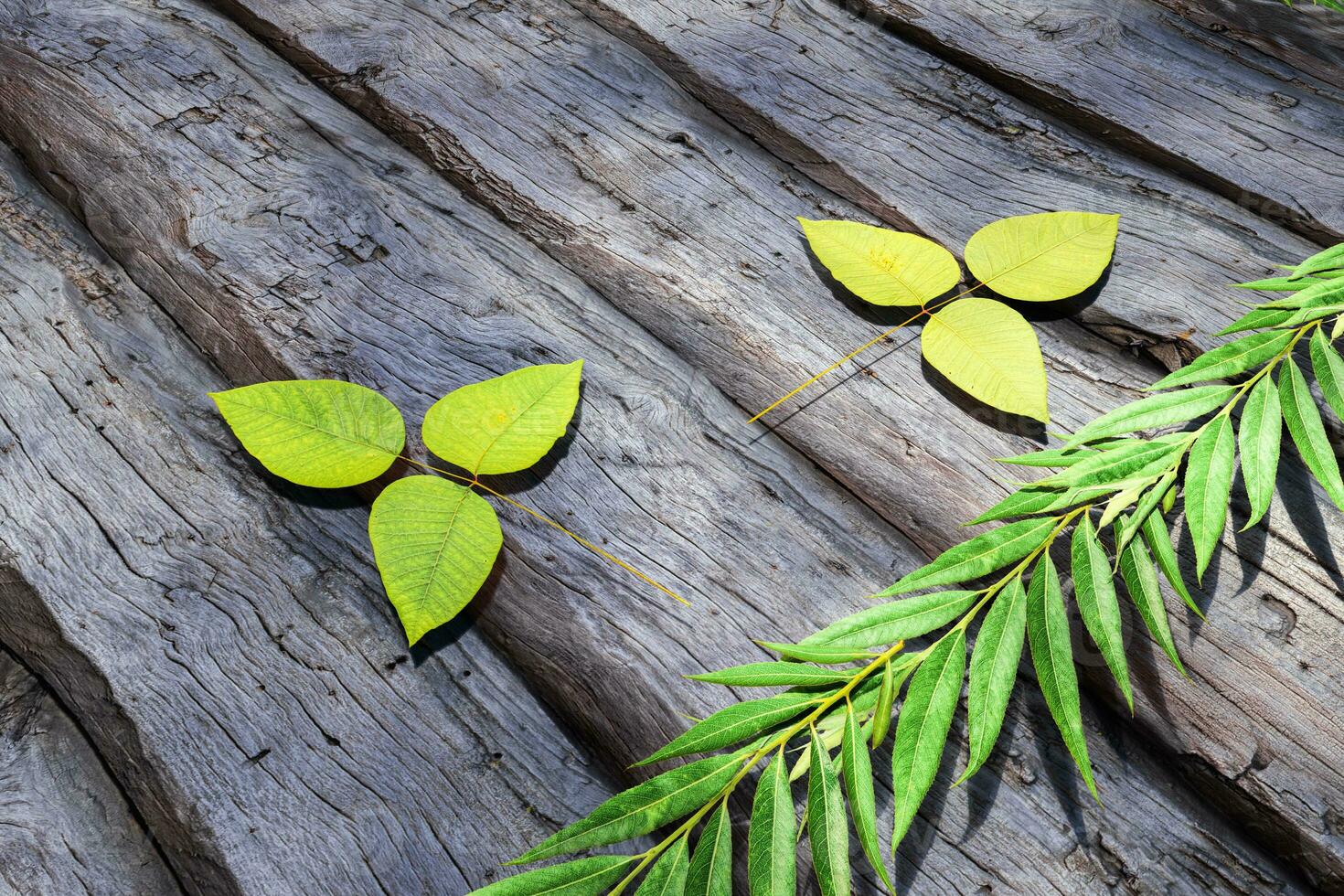 Leaves scattered on the wooden table, 3d rendering. photo