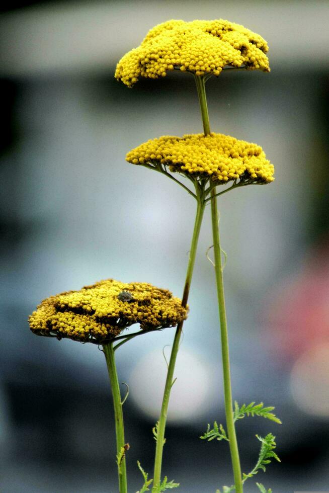 Yellow flowers, Nature, Garden image photo