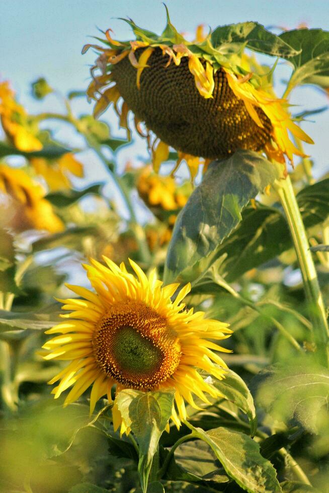Flower, Sunflower, Bloom image photo