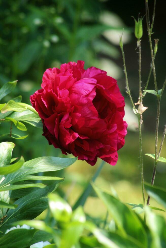Pink flower, Pink rose, Rose image photo