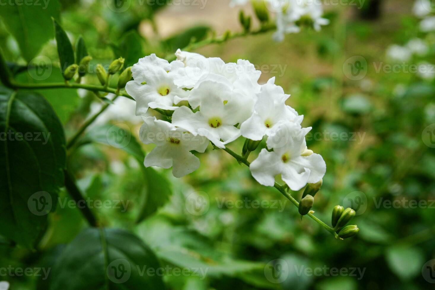 many white golden dewdrop flowers blooming There are green leaves in the background. photo