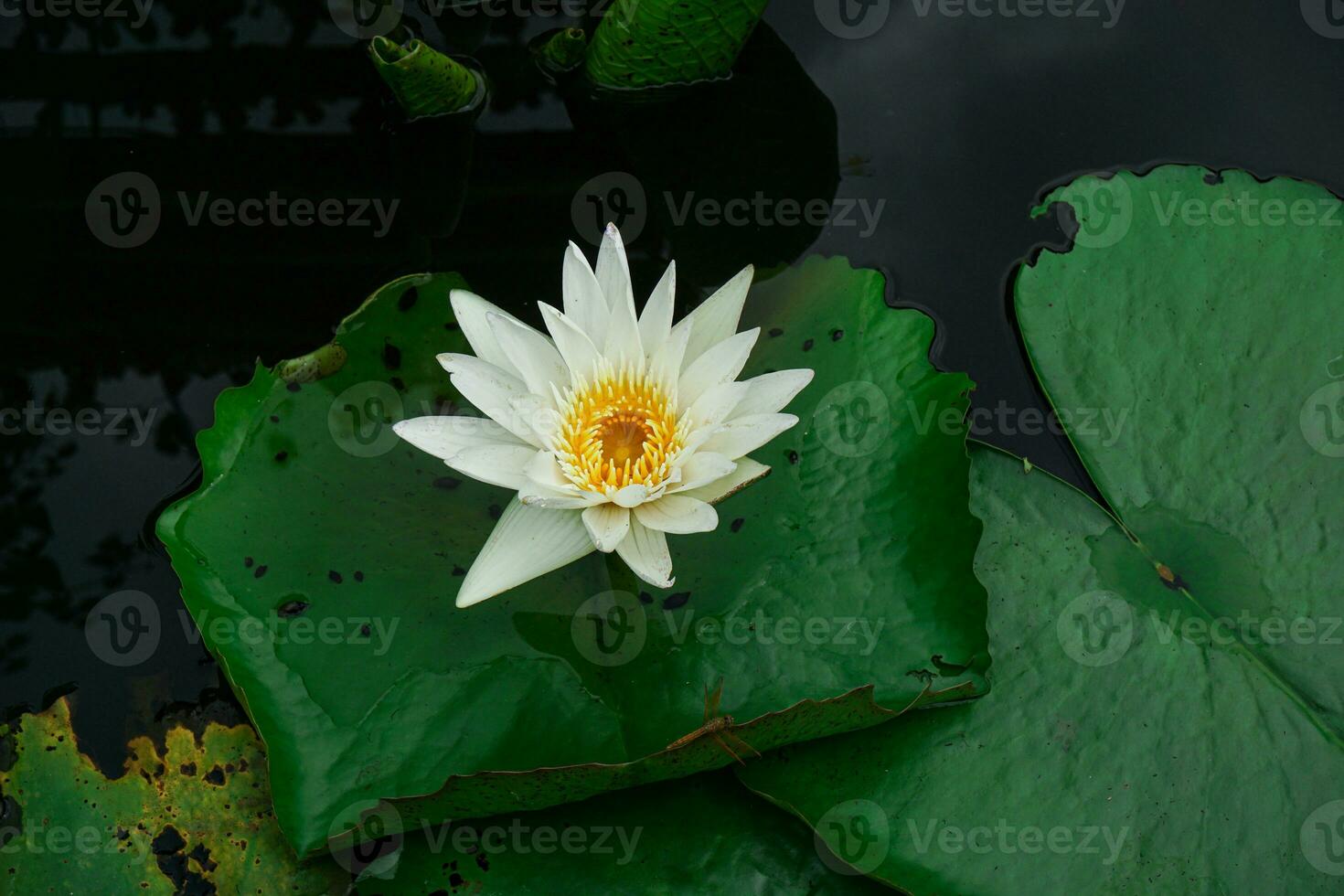 White lotus with yellow pollen blooming in the swamp. photo