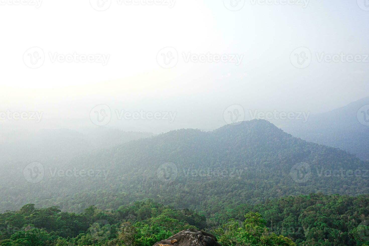 The misty mountains covered the trees growing green throughout the forest. photo