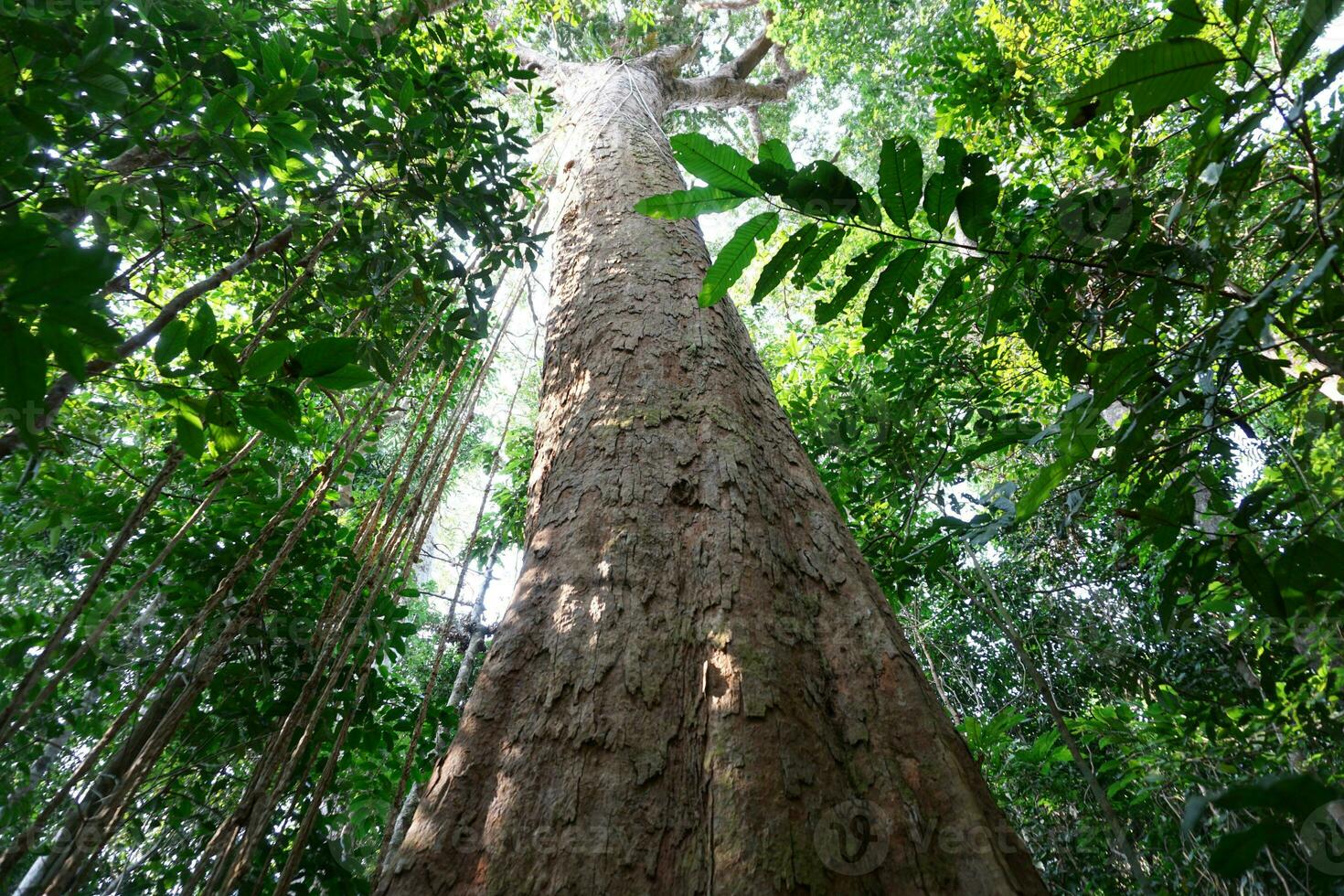 A tall tree with a big trunk deep in the forest. photo