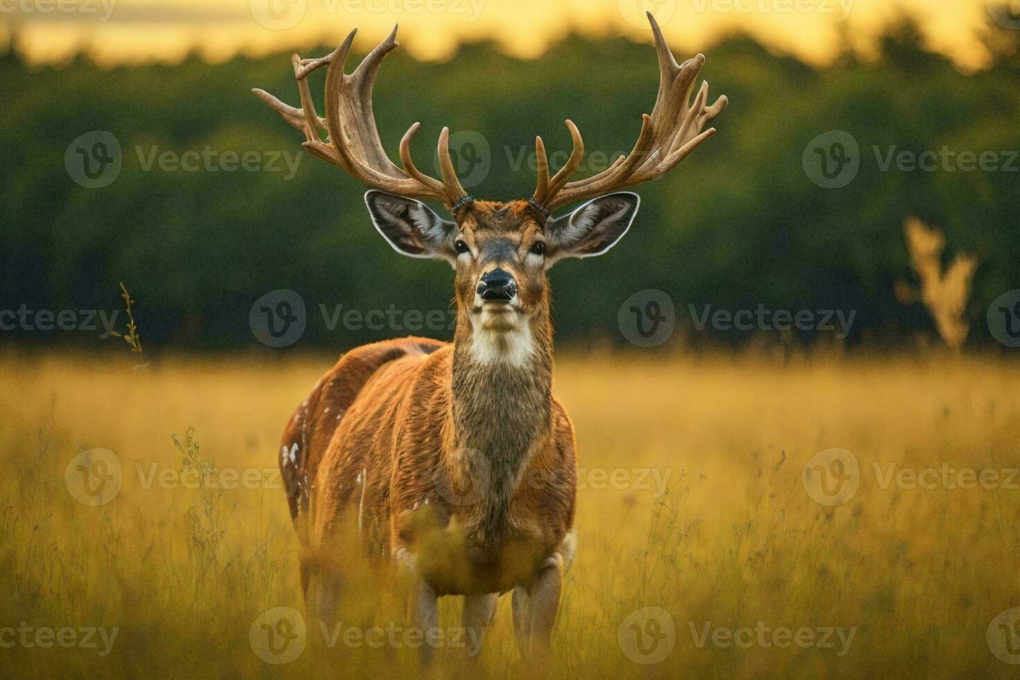 a cute deer stands gracefully and looks directly at the camera photo