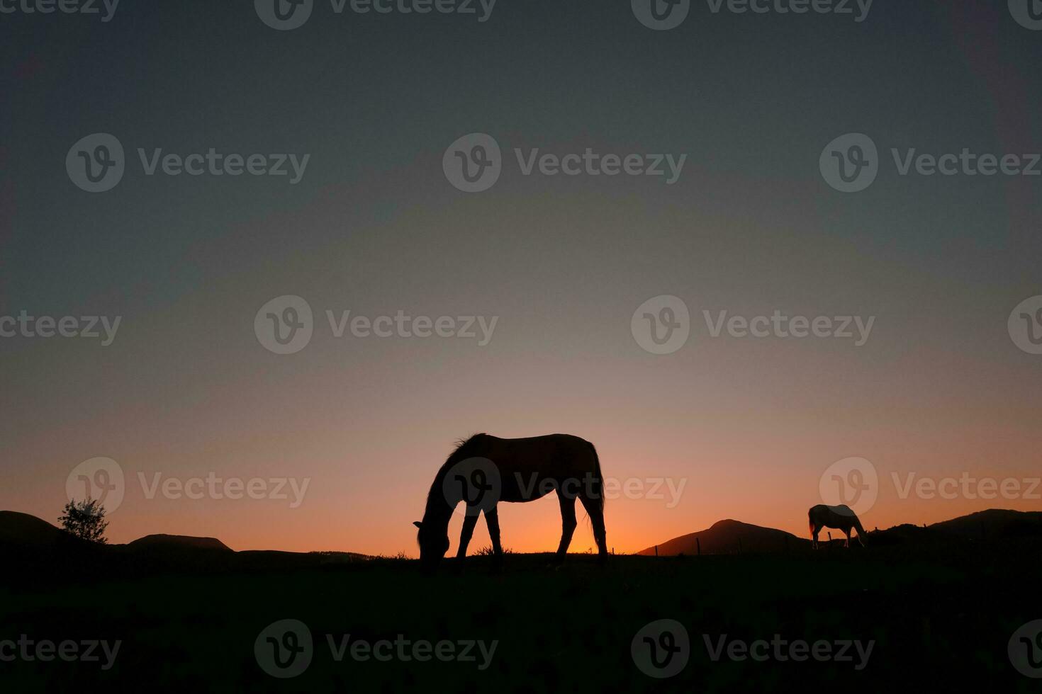 silueta de caballo en el campo y hermoso fondo de puesta de sol foto