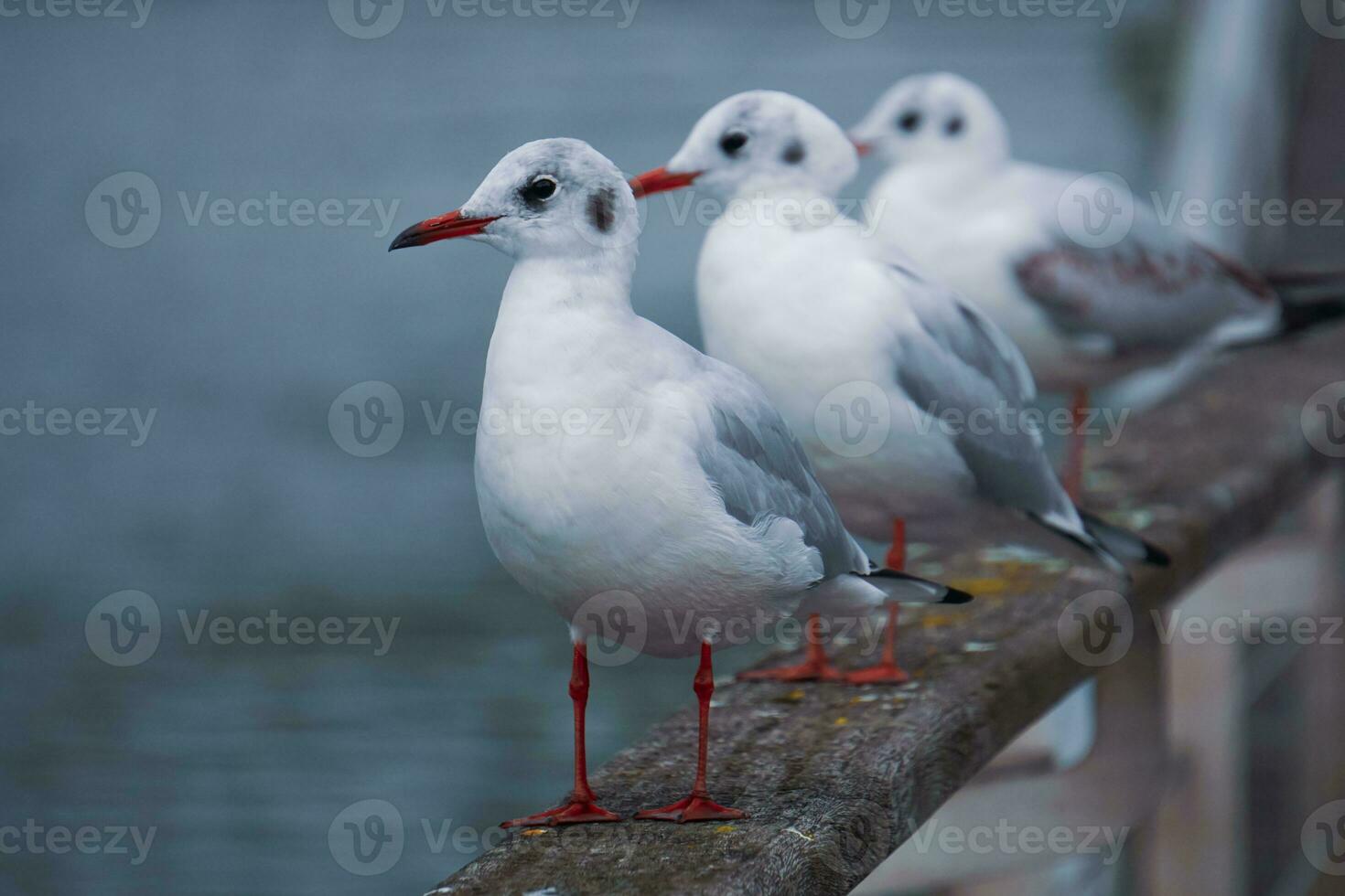 seagulls on the railing in the port photo