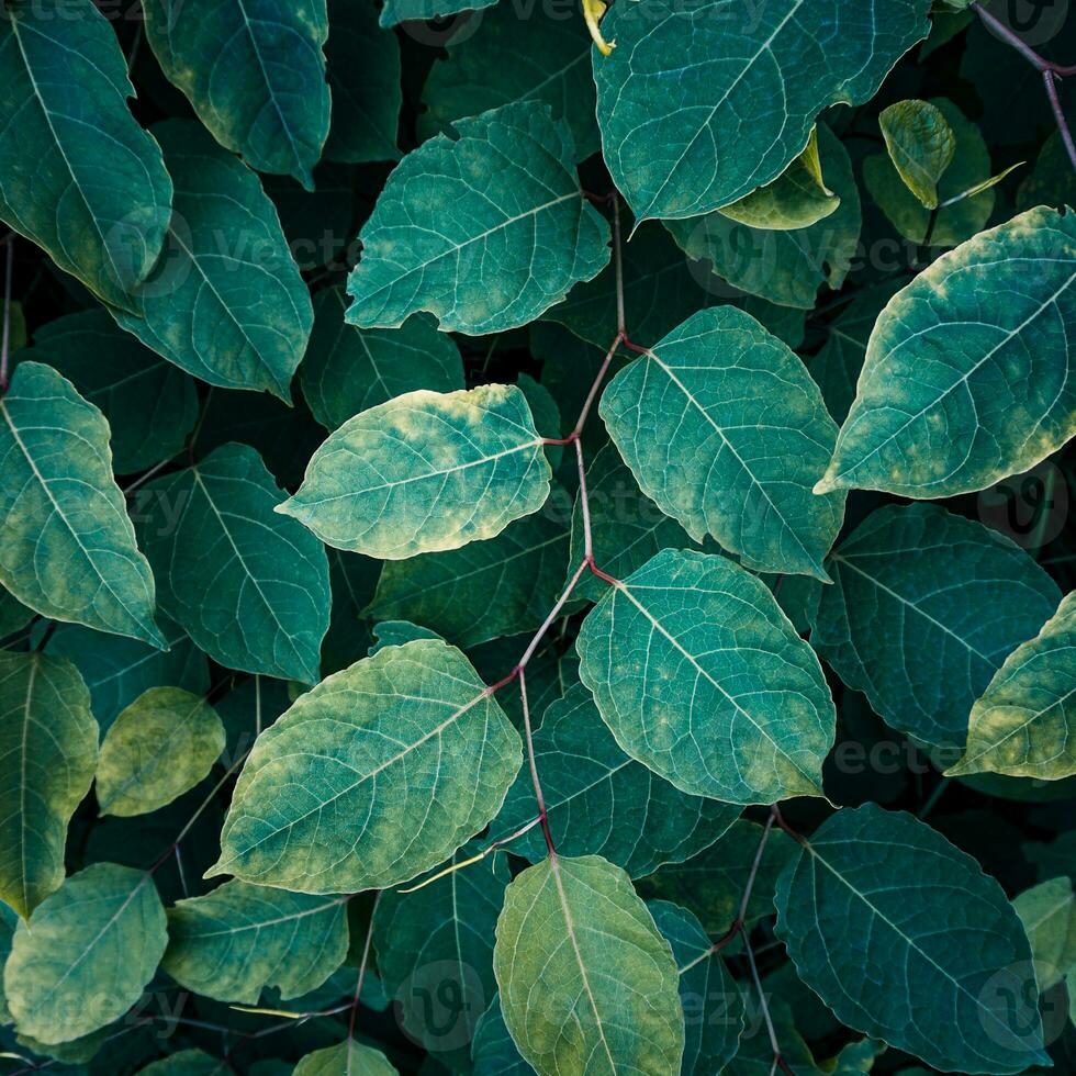 green japanese knotweed plant leaves in springtime, green background photo