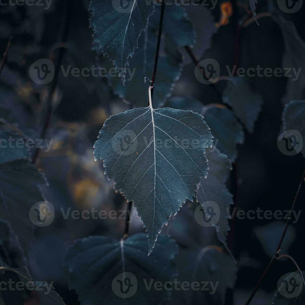 blue plant leaves in winter season, blue background  Idioma de palab photo