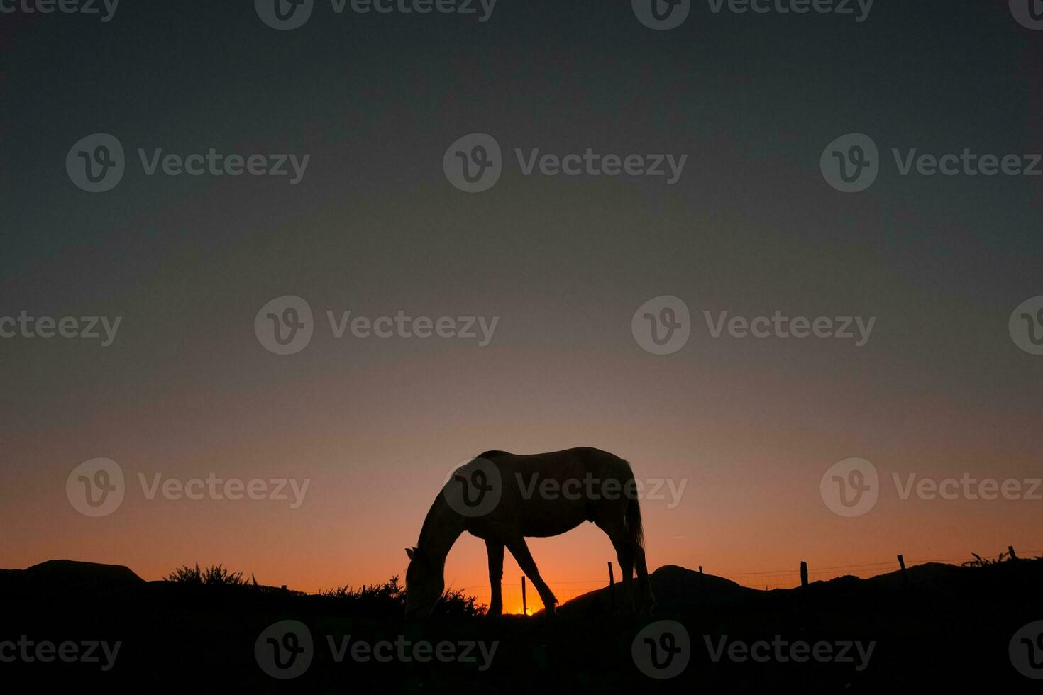 horse silhouette in the countryside and beautiful sunset background photo