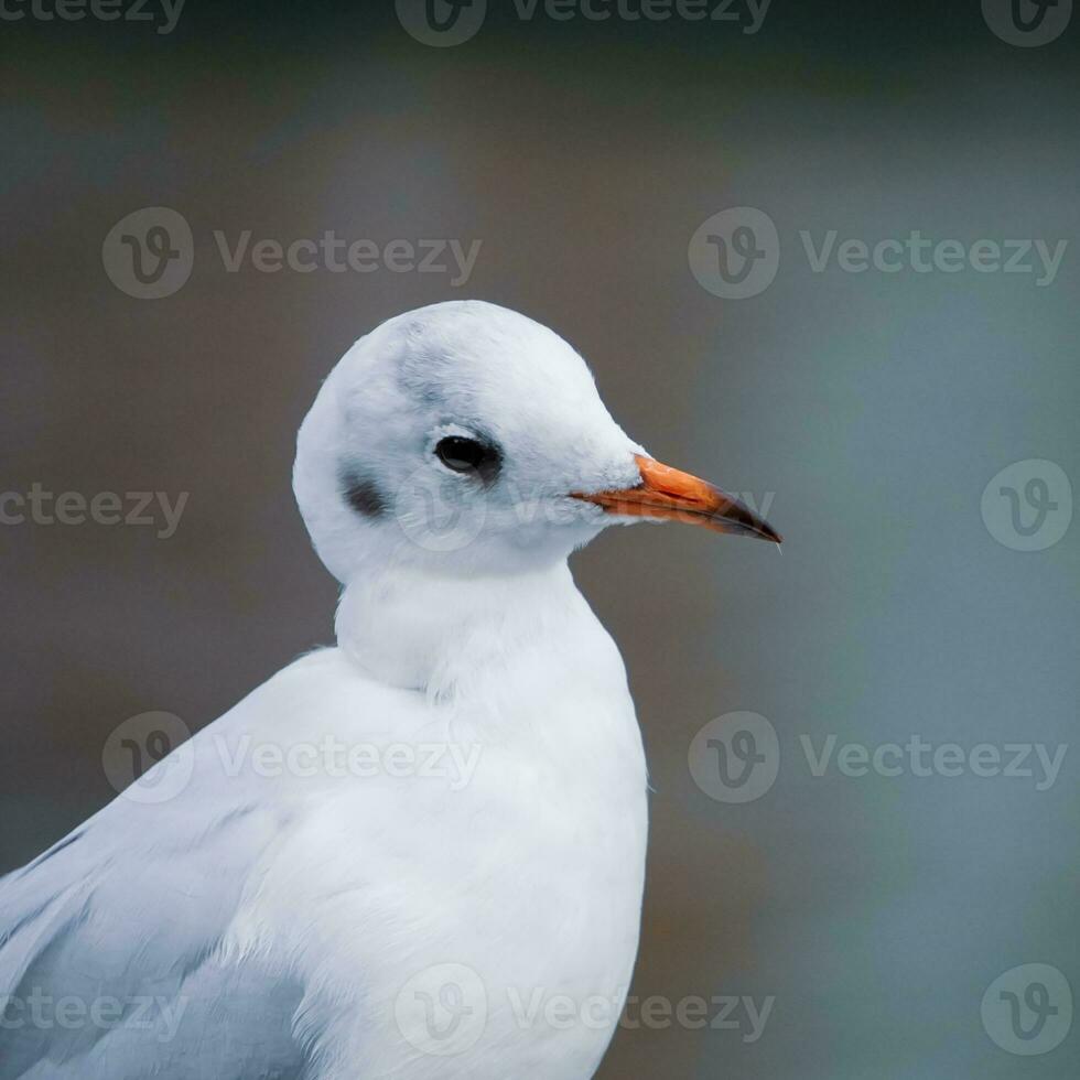 seagulls on the railing in the port photo