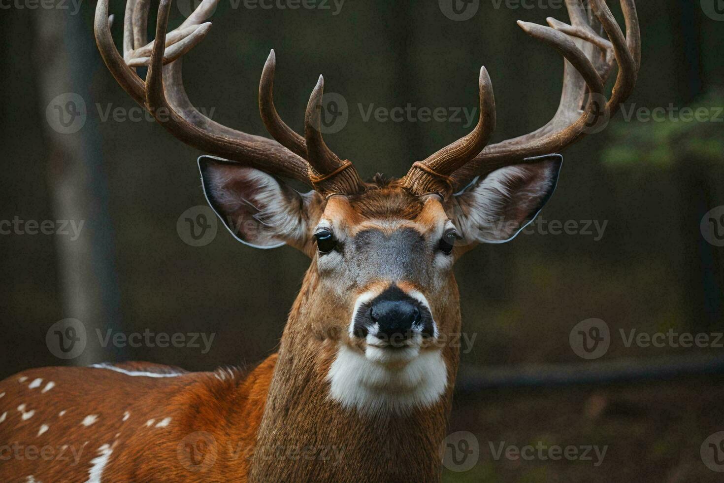 a majestic stag standing tall and proud in a snowy forest. photo