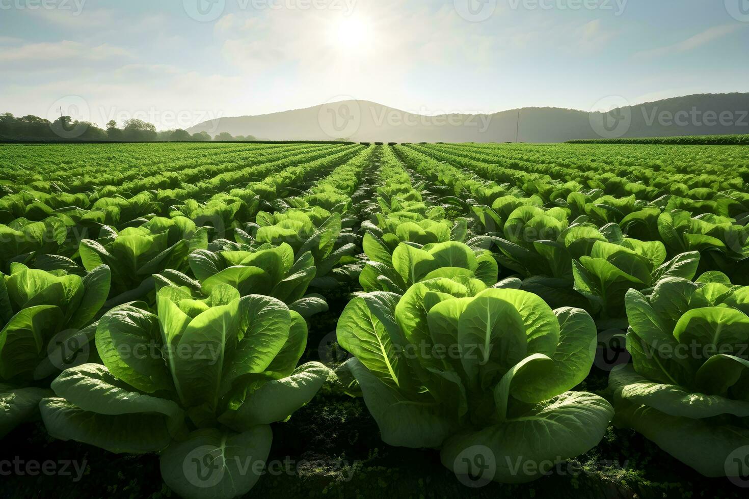 un foto realista imagen de un campo de lechuga plantas.