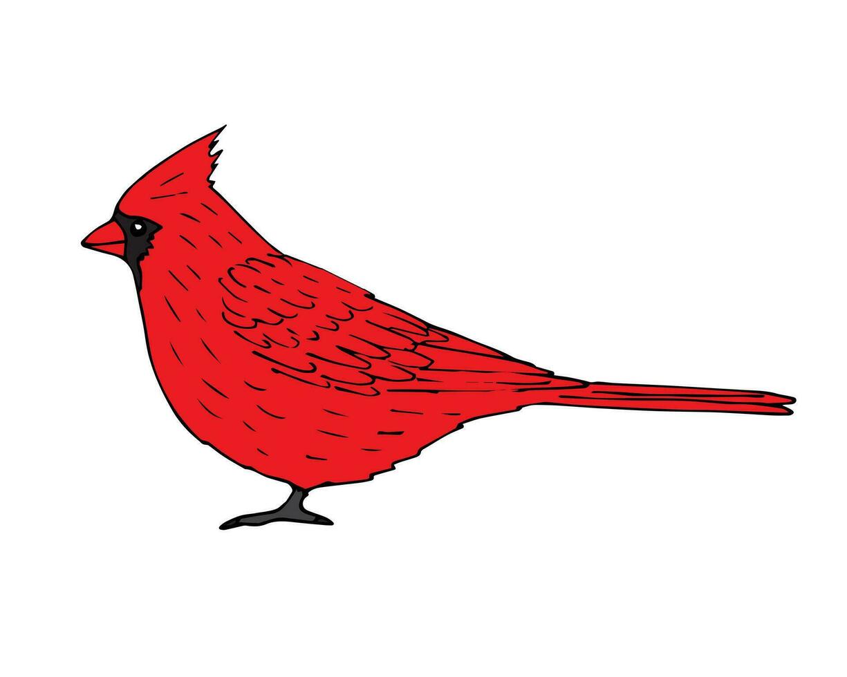 Vector hand drawn sketch red cardinal bird