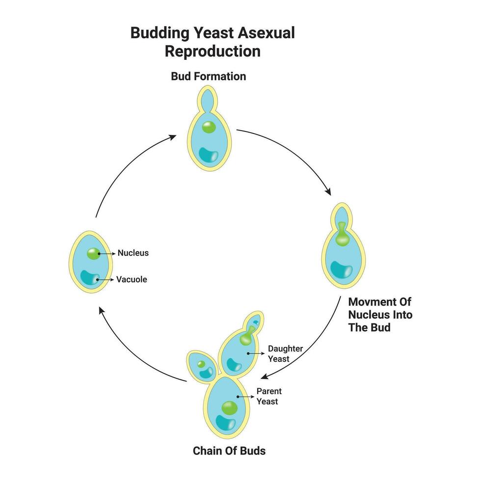Yeast Budding Cycle Biology Diagrams