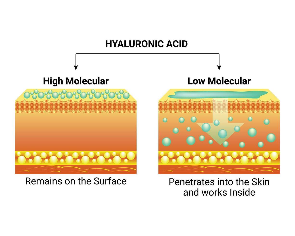 Hyaluronic Acid Design Vector Illustration