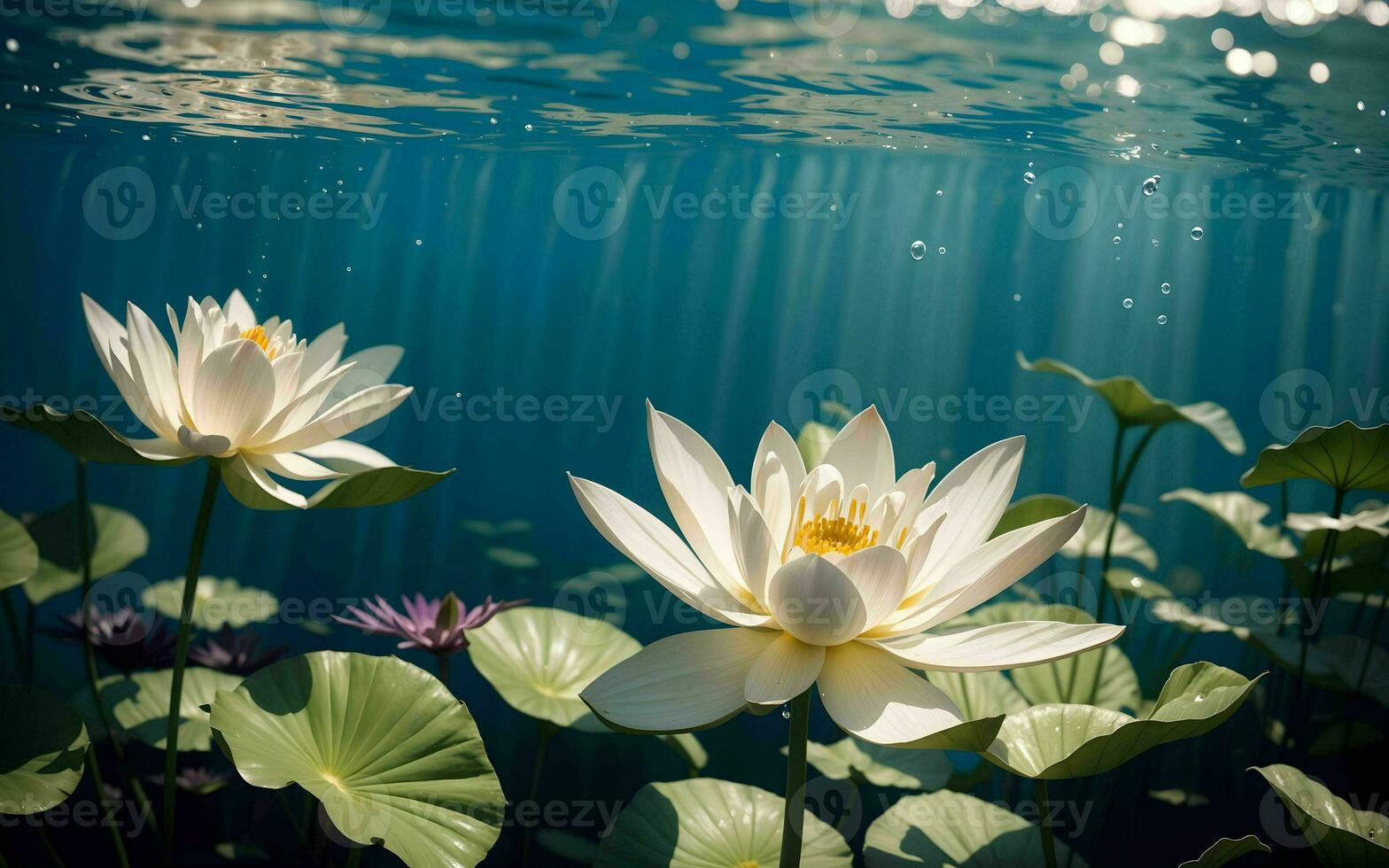 The Exquisite Pink Lotus Blossom Submerged in Tranquility ai generated photo
