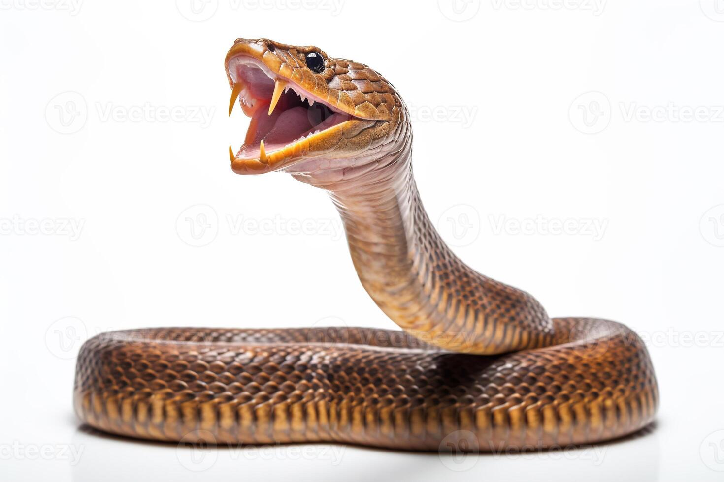 Aggressive Indian Cobra snake ready to strike isolated on a white background AI Generative photo