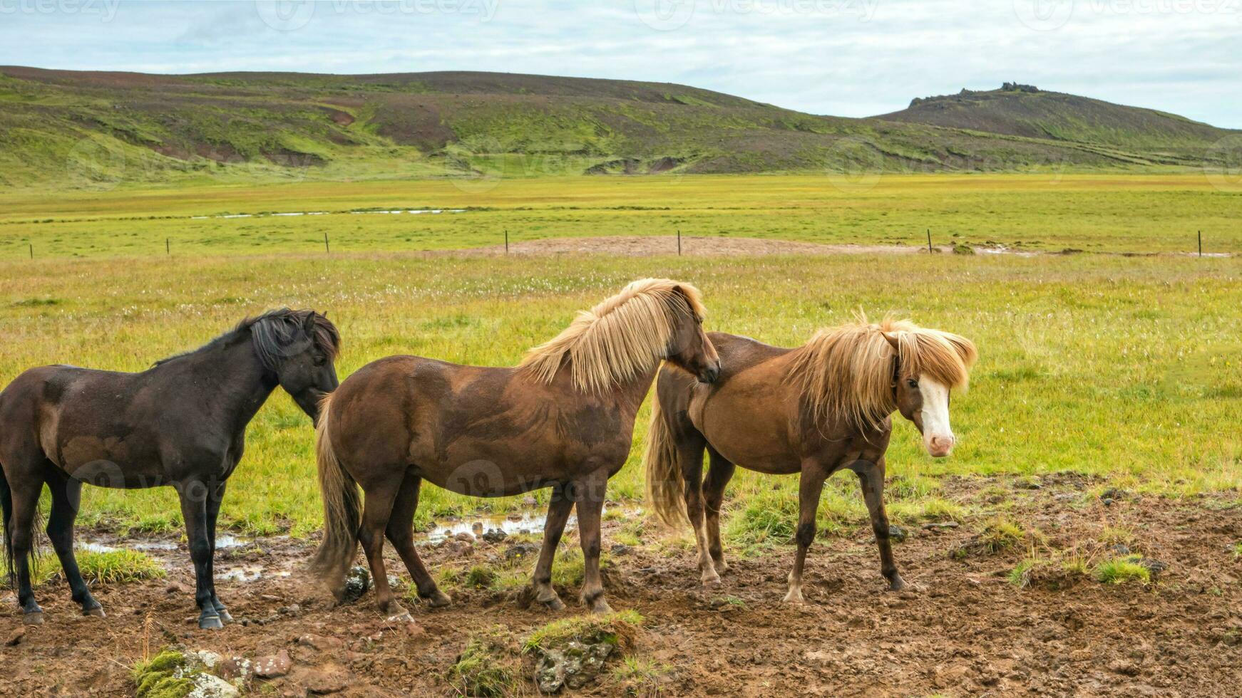 Icelandic adult horses and beautiful Icelandic Landscape in background, Iceland, summer time photo