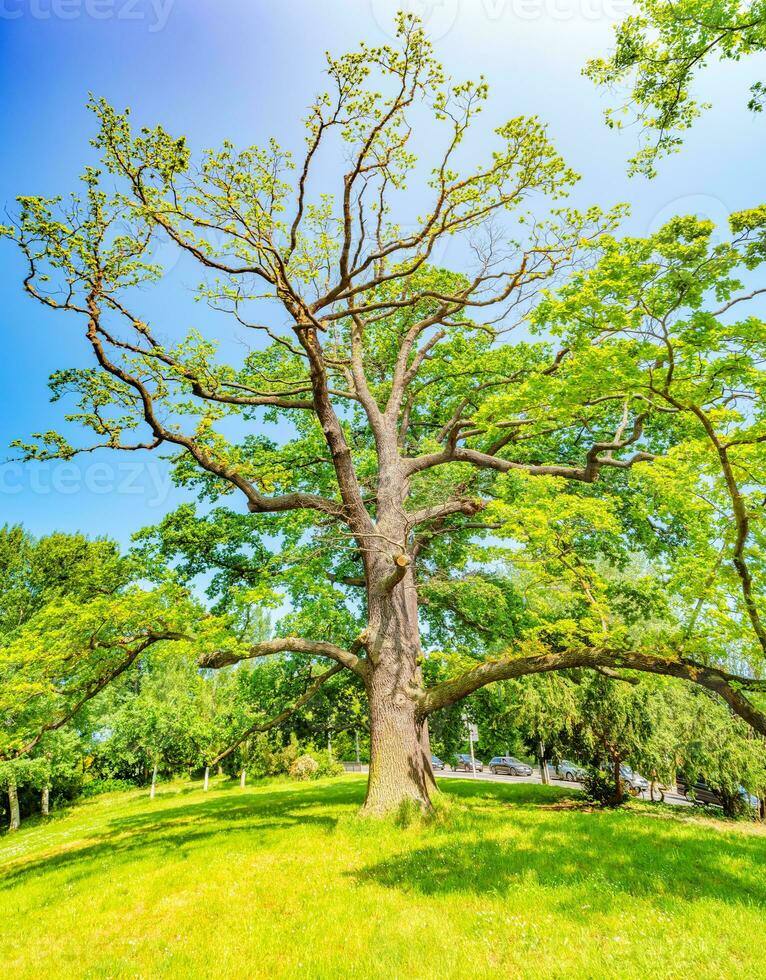 antiguo roble árbol en el ciudadano prado parque llamado hamburguesa, Dresde, Alemania. paisaje urbano de el céntrico a soleado primavera día y azul cielo. foto