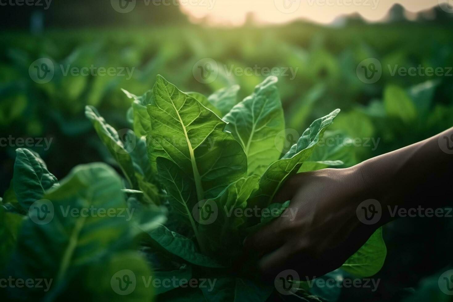 green tobacco seedlings in the hands of an agronomist in a field in northern Thailand. ai generative photo