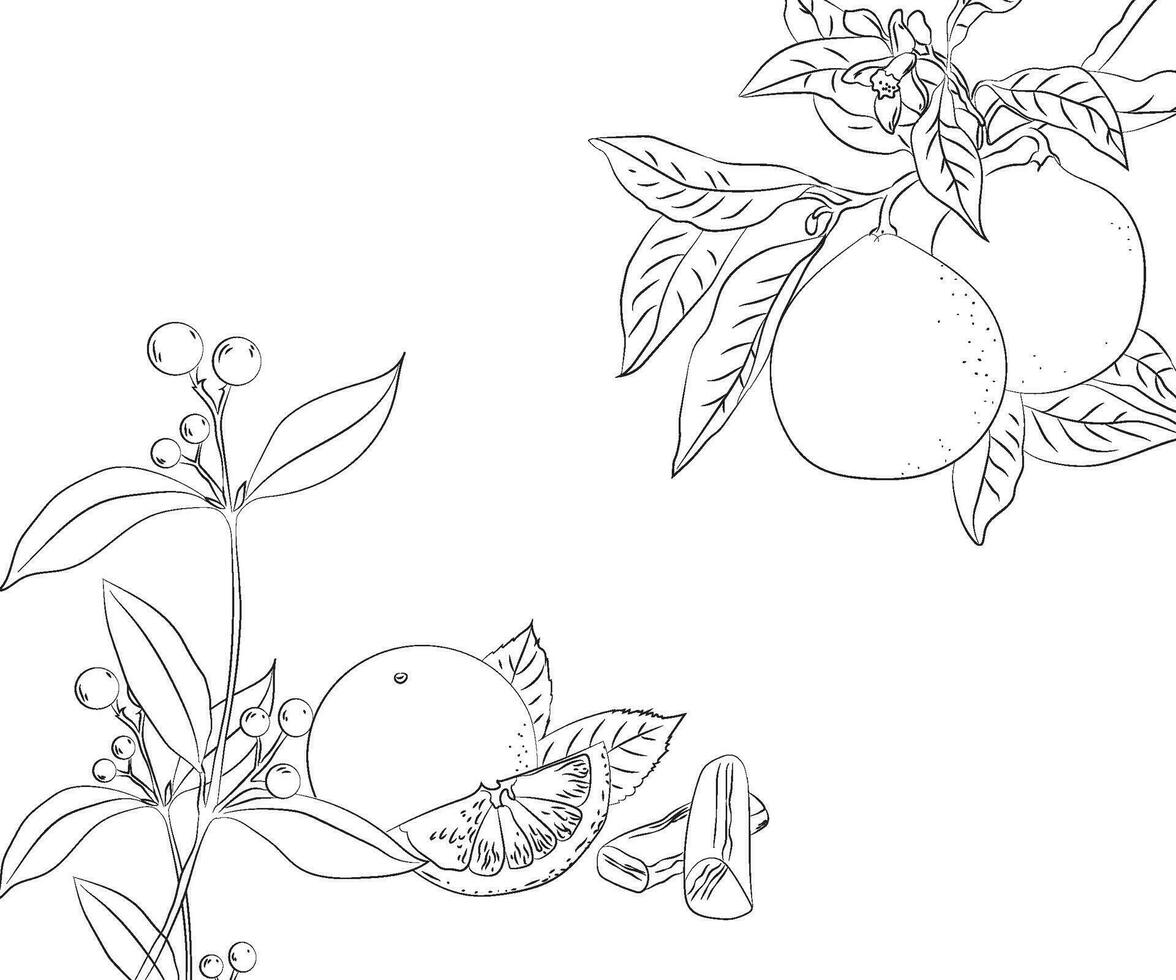 botánico flor dibujo vector ilustración