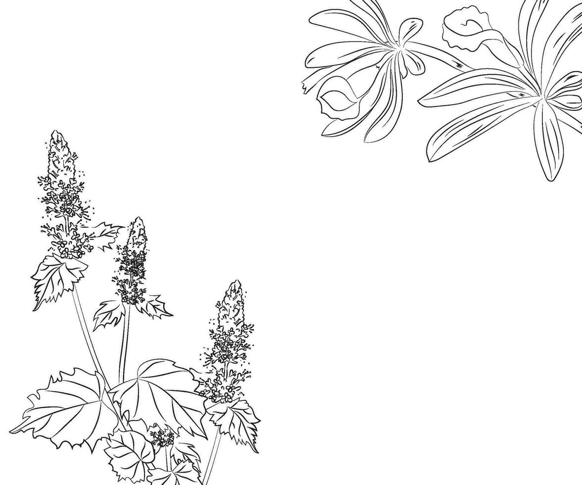 botanical  flower drawing  vector  illustration