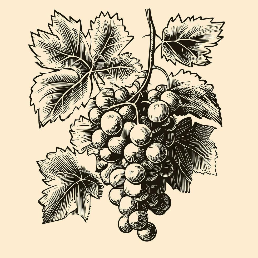 Bunch of grapes retro sketch hand drawn in doodle style Vector illustration