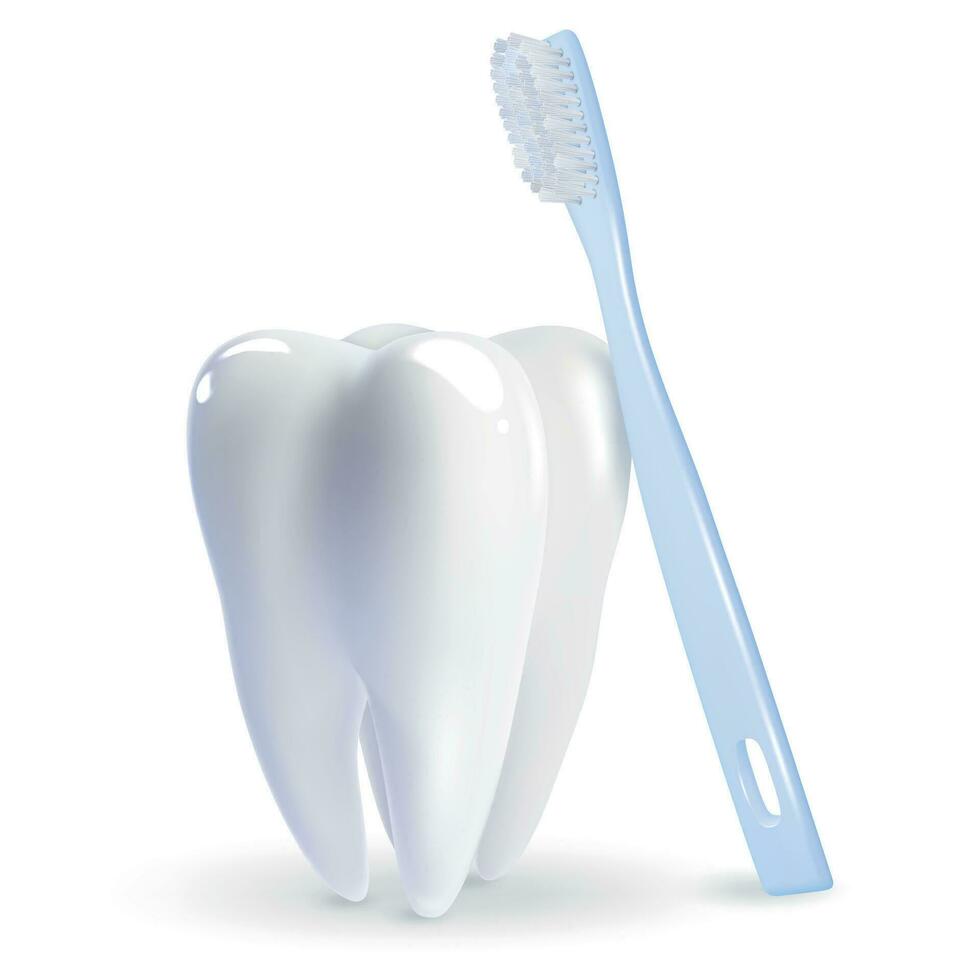 Realistic Detailed 3d Toothbrush and Tooth Set. Vector