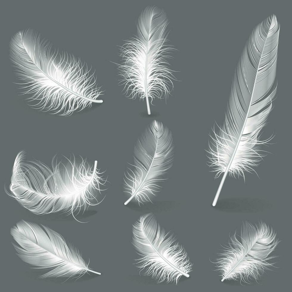Realistic Detailed 3d Different White Feathers Set. Vector