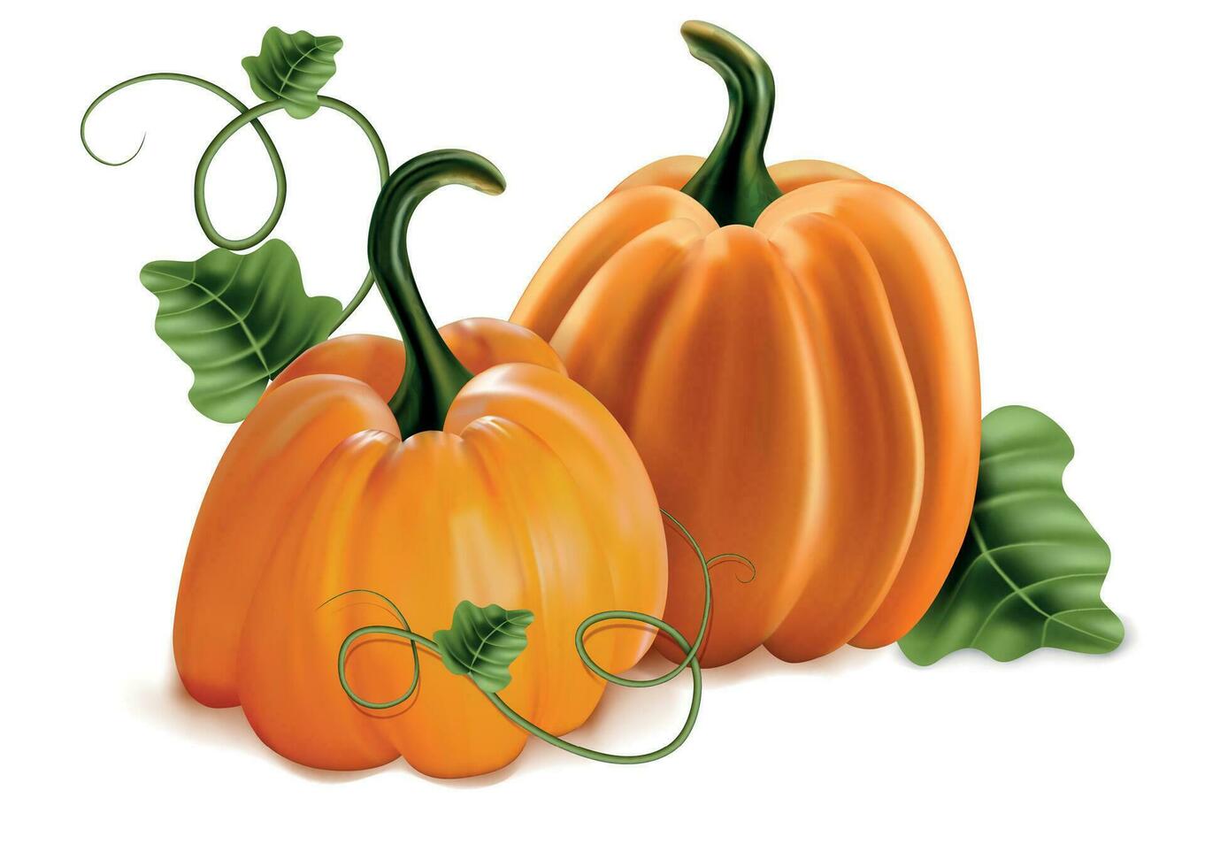 Realistic Detailed 3d Pumpkins with Green Leaves Set. Vector