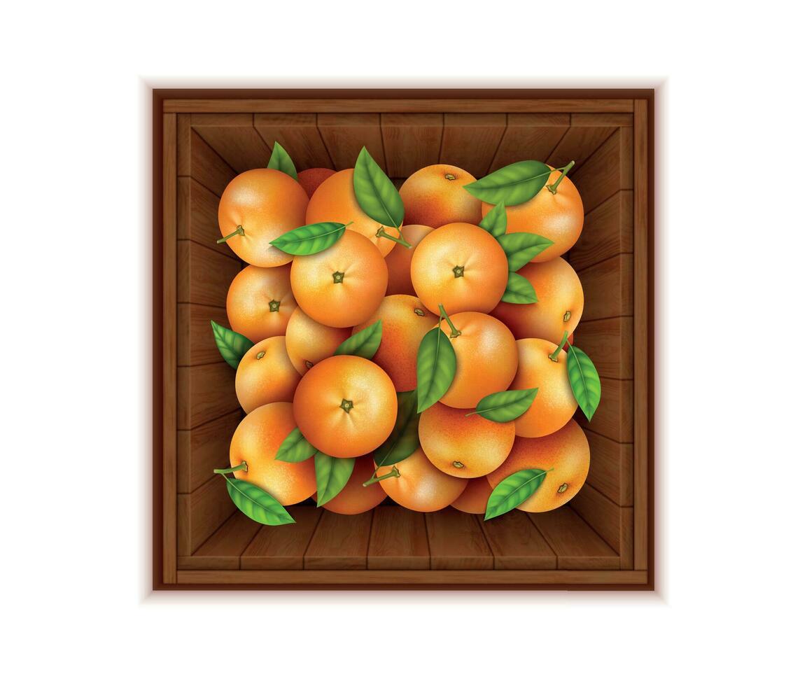 Realistic Detailed 3d Fresh Tangerines with Green Leaves in a Wooden Box. Vector