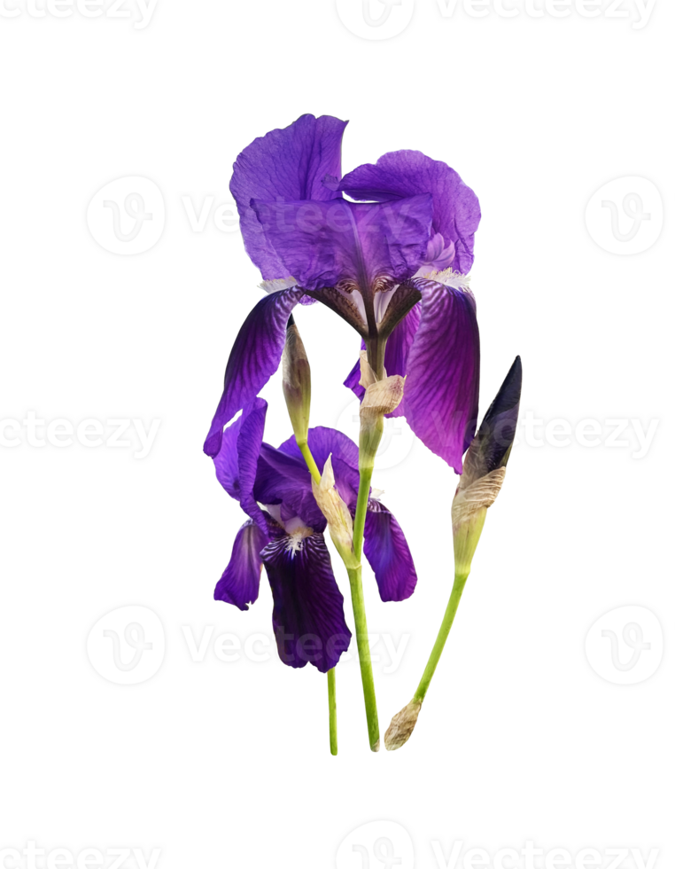 Iris dark bright violet flower with leaves close-up, cutout with clipping path object on the white background, floral element of design, decor png