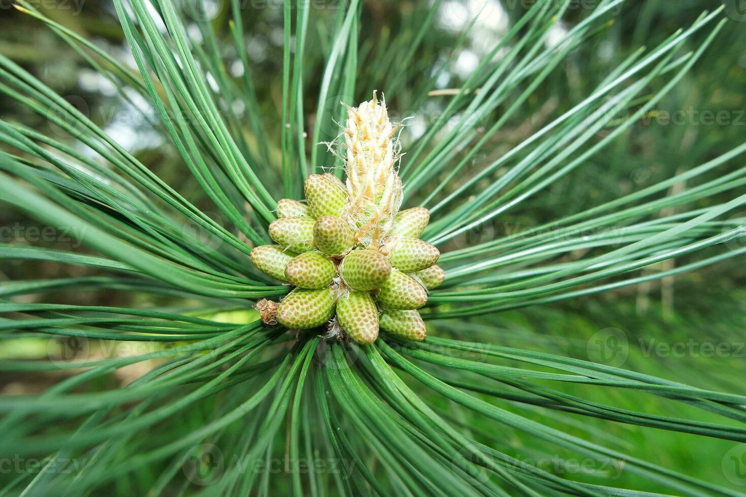 Close Up Image of Plant and Flower photo